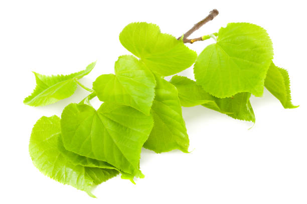 istock Linden leaves isolated on a white background 1218504380