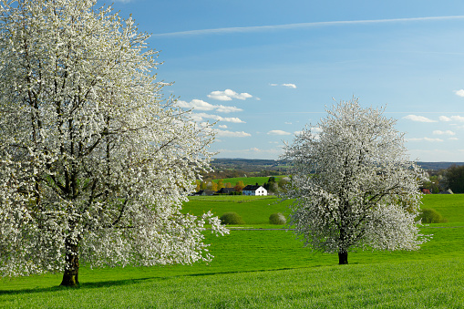 Bergisches Land in spring. Blossoming fruit trees line fields and meadows