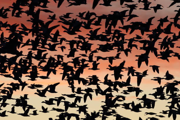 istock Snow geese in the dawn, Bosque del Apache, New Mexico USA 1218504587