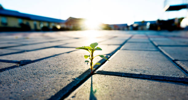 istock Small plant growing on brick floor 1218507848