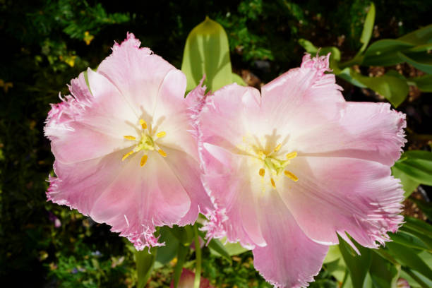 istock Shilin Official Residence's tulips are very beautiful 1218507946