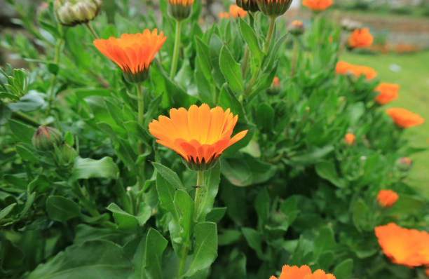 Orange Calendula Flowers in the Garden of Cuzco, Peru, South America Orange Calendula Flowers in the Garden of Cuzco, Peru, South America park leaf flower head saturated color stock pictures, royalty-free photos & images