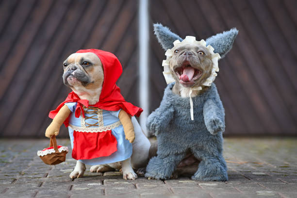 Red pied French Bulldog dressed up as fairytale character Little Red Riding Hood and silver gray colored dog with scary face as Big Bad Wolf with full body costumes with fake arms Red pied French Bulldog dressed up as fairytale character Little Red Riding Hood with dress, hood and basked and silver gray colored dog with yellow eyes scary face with open mouth as Big Bad Wolf with full body costumes with fake arms animal arm photos stock pictures, royalty-free photos & images