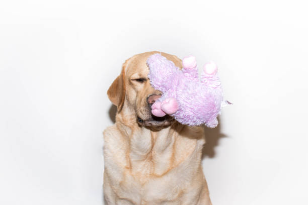 istock Labrador dog is surprised by a stuffed animal 1218511756