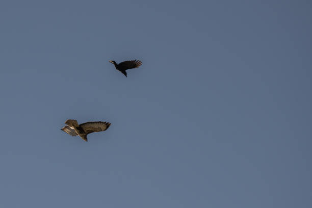 Buzzard in flight being attacked by a crow