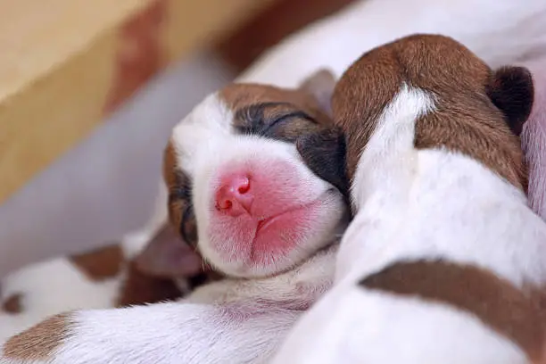 Photo of two little puppies Jack Russell are sleeping huddled together near their mom.
