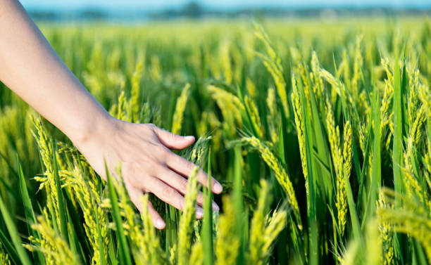 istock Woman hand touching rice crop 1218514831