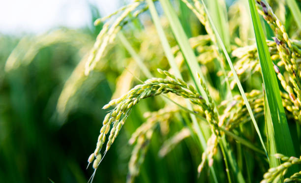 istock Close up of rice crop 1218515343