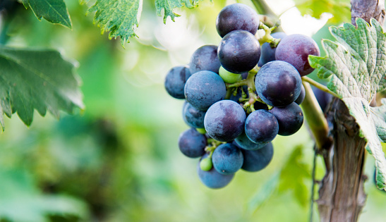 Red grapes on the vine