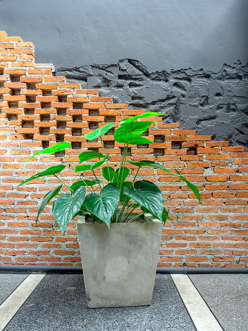 Green tropical palm leaves in concrete pot on brick wall background, vertical style.
