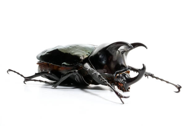 istock Beetle chalcosoma caucasus on white background 1218518086