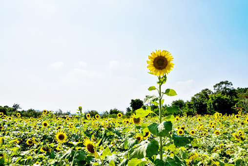 Sunflower field under the sky