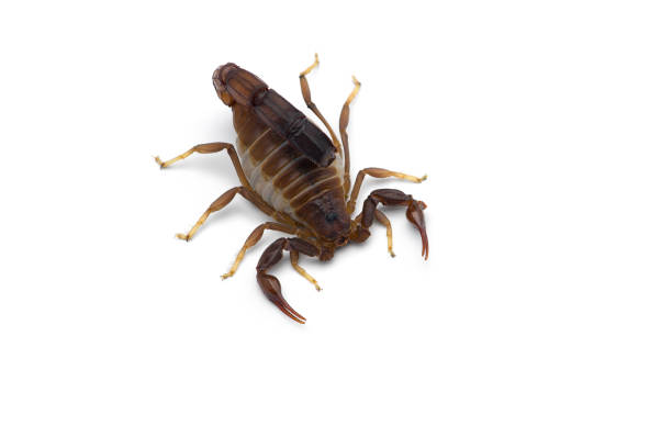 istock African venom Scorpion isolated on white background 1218518447