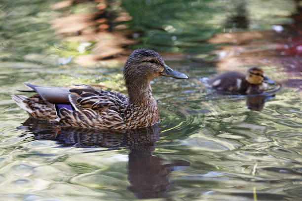 istock Duck with ducklings on the surface of the pond. 1218518680