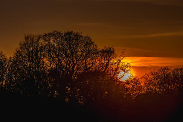 Free Stock Photo of Golden sunset over trees | Download Free Images and ...