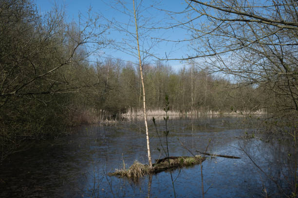 istock young tree grows in the middle of the lake 1218521270
