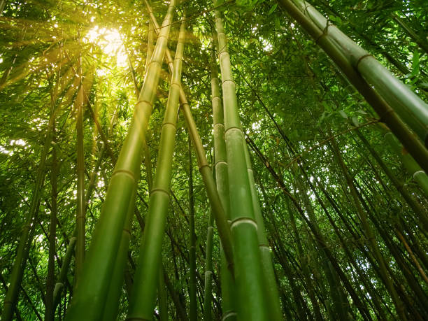 istock Fragment of the bamboo thickets, bottom view 1218521459