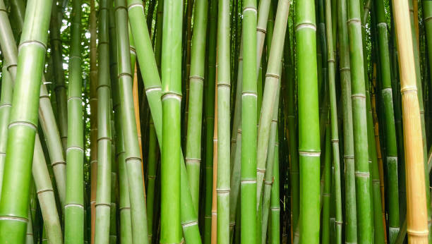 istock Background of bamboo stems, fragment in selective focus 1218521475