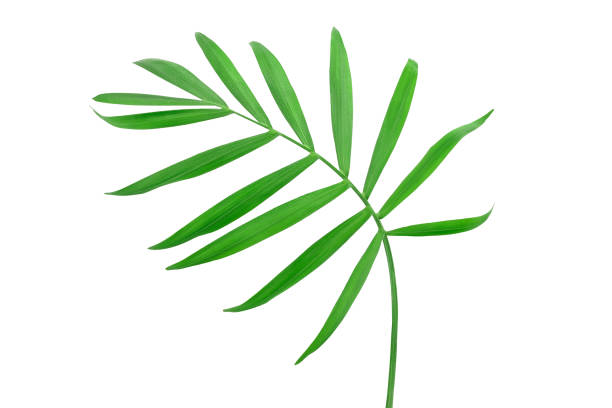 istock Green leaves of palm tree isolated on white background with clipping path 1218521675