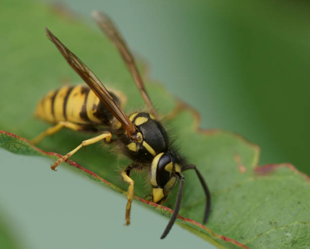 istock Close up of wasp on leaf 1218521715