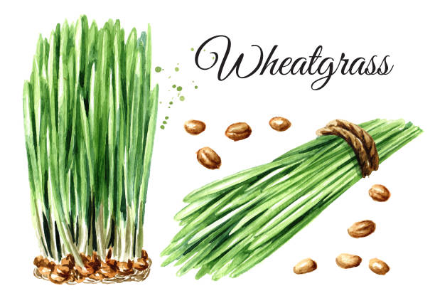 weizengraspflanze, weizengras und weizenkörner gesetzt. aquarell handgezeichnete illustration, isoliert auf weißem hintergrund - wheatgrass stock-grafiken, -clipart, -cartoons und -symbole