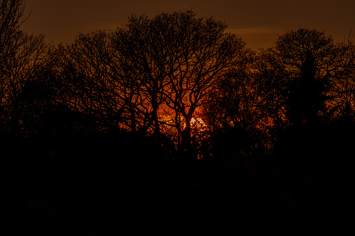 Sunsetting behind trees in Cornwall England