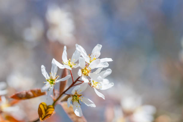 an  amelanchier asiatica flower against a blurred background