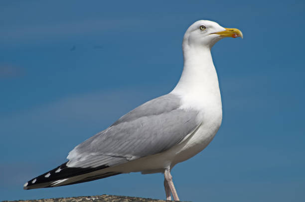 istock Close up of a seagull 1218522870