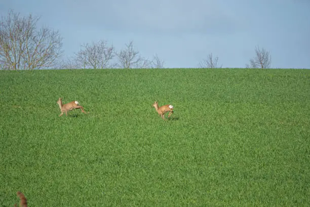 Photo of two brown deer run fast over a green field