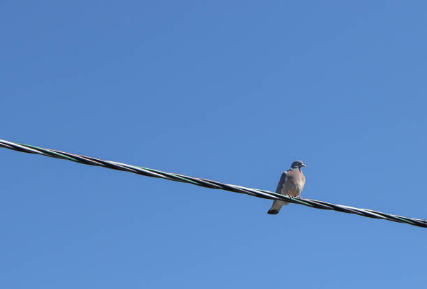 istock Wild bird pigeon sitting on wires. 1218524099