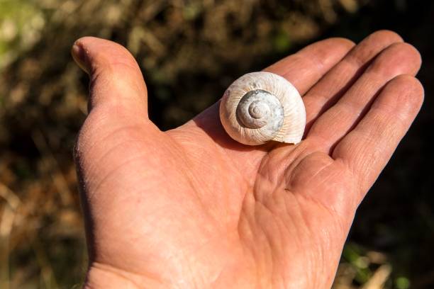 Male palm with empty snail shell. Home symbol. Breeding snails. Conch snail.