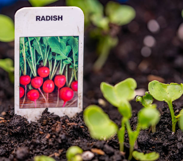 Close up of radish plant growth Radish plants (Raphanus sativus) emerging from the compost of a flower bed with selective focus on the label radish seeds stock pictures, royalty-free photos & images