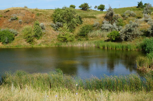 istock Lake in a wooded area. Green grass and trees. 1218525575