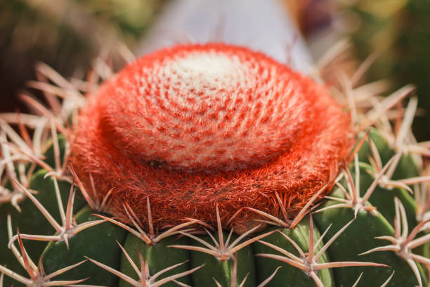 Beautiful light pink flowers of cactus, Closeup view.