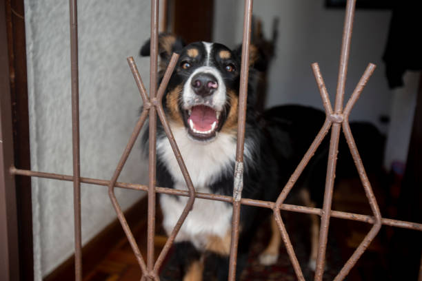 istock A dog looks through front door security bars during covid-19 lockdown 1218526475
