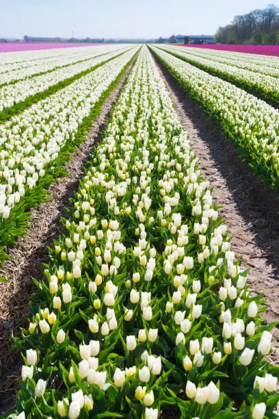 Rows of blooming white tulips in the Dutch province of Noordoostpolder