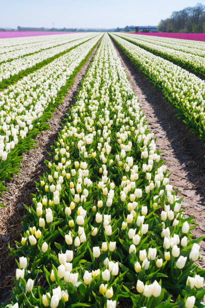 campo com tulipas brancas florescendo - disappearing nature vertical florida - fotografias e filmes do acervo