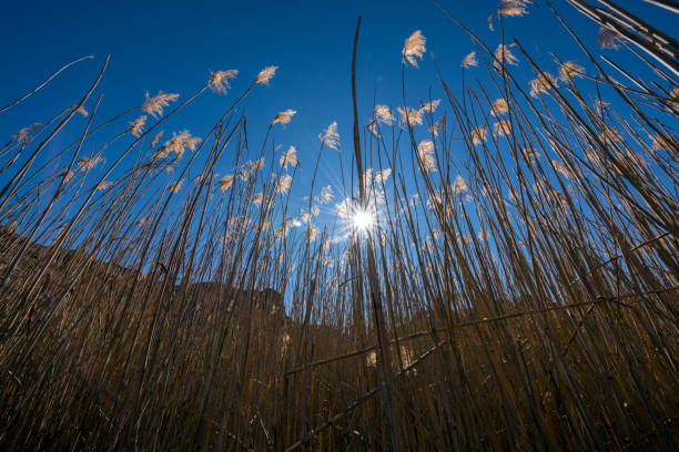 A wide angle landscape photograph of the sun setting burst behind back lit reeds and grass A wide angle landscape photograph of the sun setting with a star burst behind back lit reeds and grass, against a deep blue sky, taken in the Golden Gate National Park near Clarens. golden gate highlands national park stock pictures, royalty-free photos & images