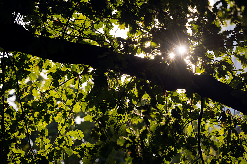 An abstract detail photograph of the sun shining through the green leaves of an oak tree, creating sun bursts of light, taken in Cologne, Germany