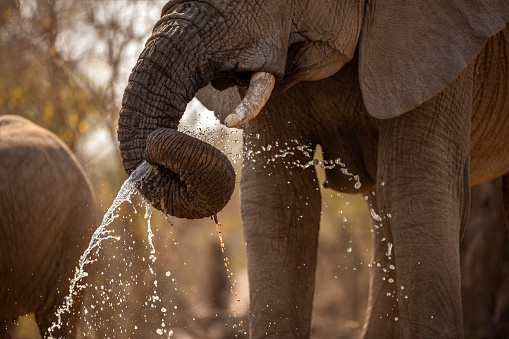 A beautiful close up action photograph at sunset of an elephant spraying water out of its trunk while drinking at a waterhole in the Madikwe Game Reserve, South Africa.