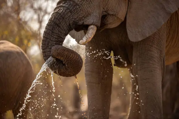 Photo of A beautiful close up action photograph at sunset of an elephant spraying water out of its trunk
