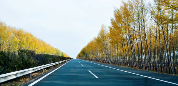 Road through the yellow trees in autumn