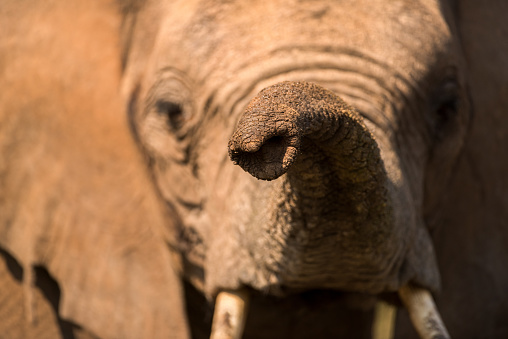 A beautiful close up of an elephants trunk and face, looking directly at the camera, with the focus on the tip of the trunk, taken at sunrise in the Madikwe Game Reserve, South Africa