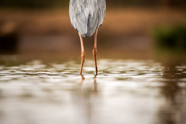 eine nahaufnahmeabstrakte fotografie der beine eines graureiher-vogels, der im wasser steht - egret water bird wildlife nature stock-fotos und bilder