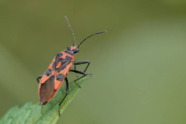 istock Close-up macro shot of a firebug (Pyrrhocoris apterus) on a green leaf in nature 1218528755
