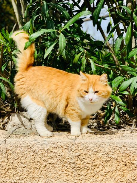 istock Red-headed cat walking in the garden 1218528984