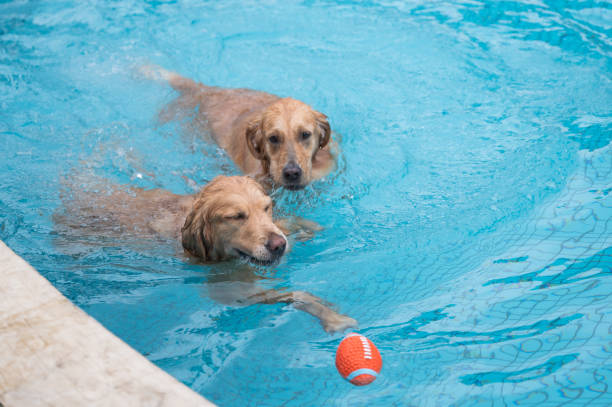 istock Golden retriever swimming and playing in the pool 1218529018