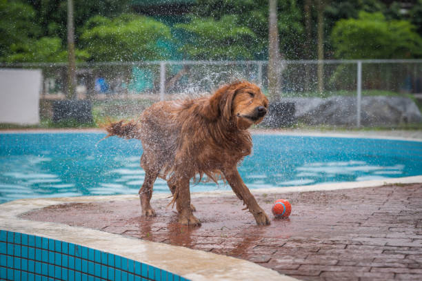 istock Golden retriever throwing water by the pool 1218529019