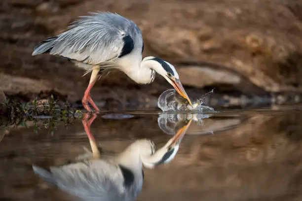 An action photograph of a grey heron catching two fish with a big splash of water, taken at the Madikwe Game Reserve, South Africa. The bird is beautifully reflected in the calm water surface.