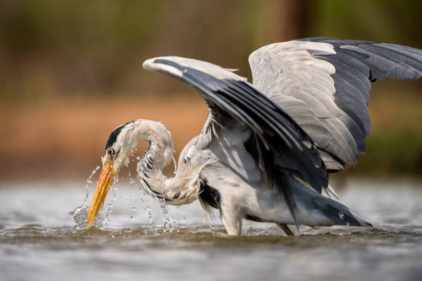 ein nahaufnahme-porträt eines graureiher-vogels beim angeln in einem wasserloch - anticipation outdoors close up nobody stock-fotos und bilder